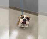 Small Bulldog Mix