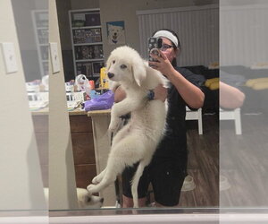 Great Pyrenees Dogs for adoption in Dallas, TX, USA