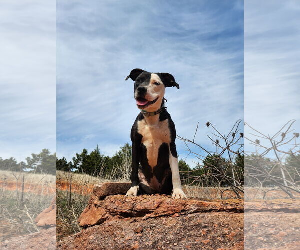Medium Photo #3 Mutt Puppy For Sale in Guthrie, OK, USA