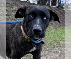 Labrador Retriever-Unknown Mix Dogs for adoption in San Diego, CA, USA