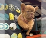 Small #5 French Bulldog