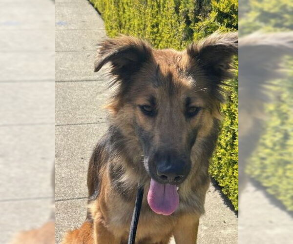 Medium Photo #5 German Shepherd Dog Puppy For Sale in Cupertino, CA, USA