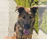 Small #4 German Shepherd Dog