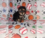 Small Photo #19 Morkie Puppy For Sale in LAPEER, MI, USA