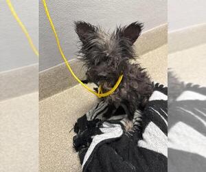 Mutt Dogs for adoption in Las Vegas, NV, USA