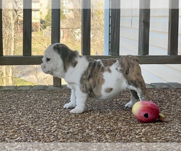 Medium Photo #9 English Bulldog Puppy For Sale in COLUMBIA, TN, USA