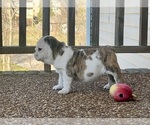 Small Photo #9 English Bulldog Puppy For Sale in COLUMBIA, TN, USA