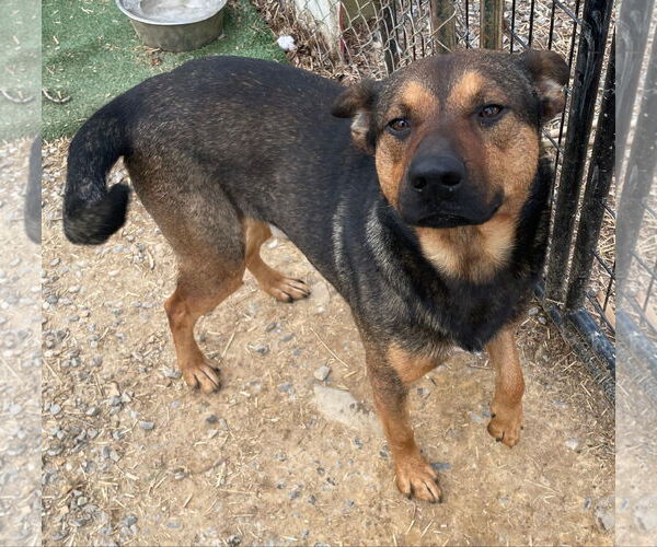 Medium Photo #2 German Shepherd Dog-Unknown Mix Puppy For Sale in Tracy City, TN, USA