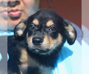 Mutt Dogs for adoption in San Antonio, TX, USA