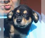 Small Mutt