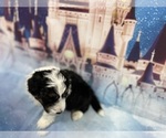 Small Photo #30 Aussiedoodle Miniature  Puppy For Sale in COMMERCE, MI, USA