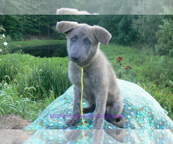 Medium Photo #7 German Shepherd Dog Puppy For Sale in PIEDMONT, MO, USA