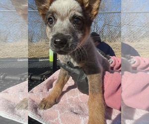 Mutt Dogs for adoption in Woodbury, NY, USA