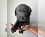 Small Photo #8 Labrador Retriever Puppy For Sale in QUEEN CREEK, AZ, USA