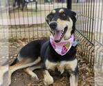 Small Siberian Husky Mix