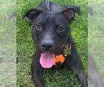 Small American Pit Bull Terrier Mix