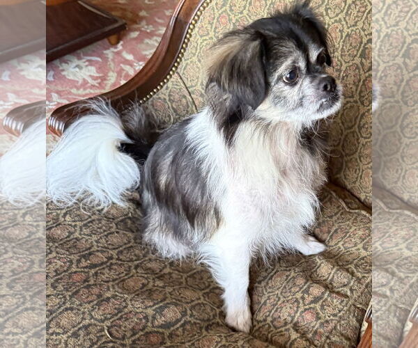 Medium Photo #1 Pekalier Puppy For Sale in Milner, GA, USA