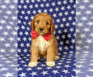 Cock-A-Poo Puppy for sale in CHRISTIANA, PA, USA