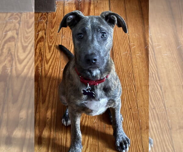 Medium Photo #10 Bull Terrier-Unknown Mix Puppy For Sale in Oak Bluffs, MA, USA