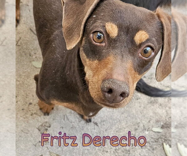 Medium Photo #18 Dachshund Puppy For Sale in San Antonio, TX, USA