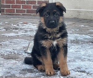 German Shepherd Dog Puppy for sale in TROY, MI, USA