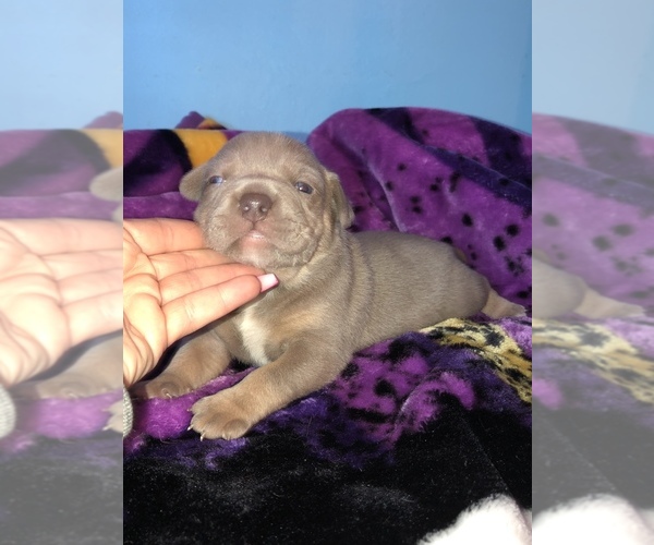 Medium Photo #9 American Bully Puppy For Sale in CONCORD, CA, USA