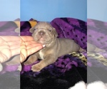 Small Photo #9 American Bully Puppy For Sale in CONCORD, CA, USA