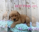 Puppy Hot Pink Golden Retriever