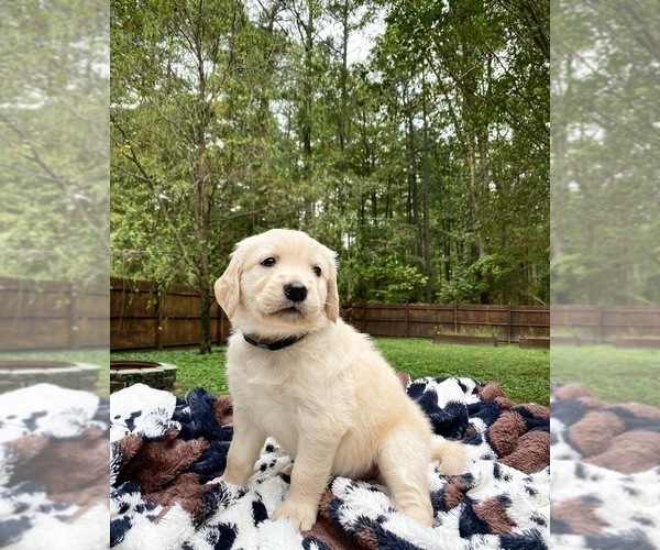 Medium Photo #6 Golden Retriever Puppy For Sale in BUTNER, NC, USA