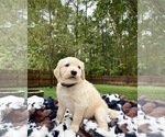 Small Photo #6 Golden Retriever Puppy For Sale in BUTNER, NC, USA