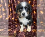 Small Photo #7 Australian Shepherd Puppy For Sale in COLORADO SPGS, CO, USA