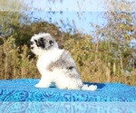 Small #5 ShihPoo