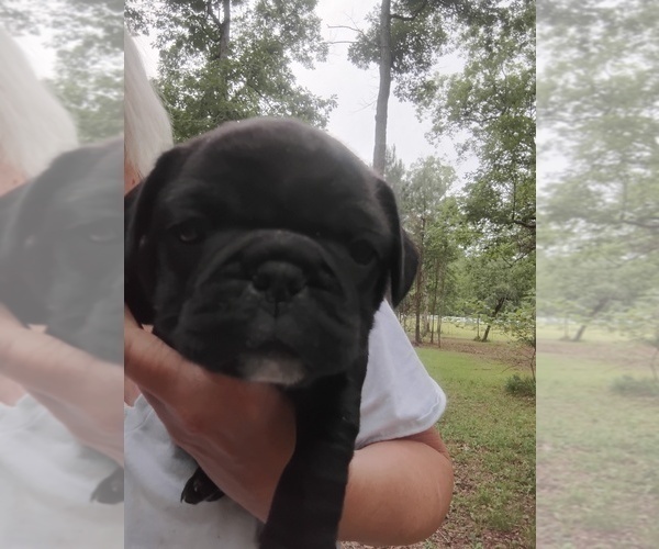 Medium Photo #7 Frenchie Pug Puppy For Sale in NEW WAVERLY, TX, USA