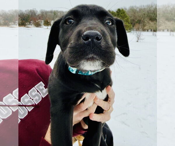 Medium Photo #6 German Shepherd Dog-Weimaraner Mix Puppy For Sale in Princeton, MN, USA