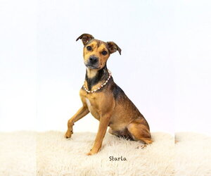 Mutt Dogs for adoption in Hot Springs Village, AR, USA