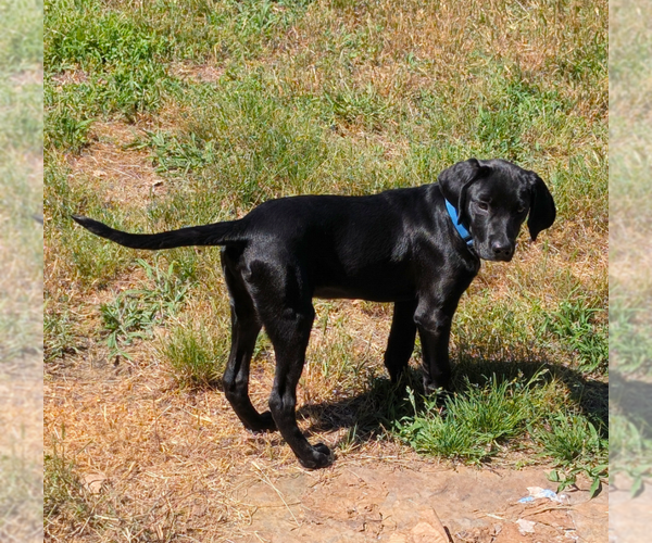 Medium Photo #3 Mutt Puppy For Sale in Boston, MA, USA