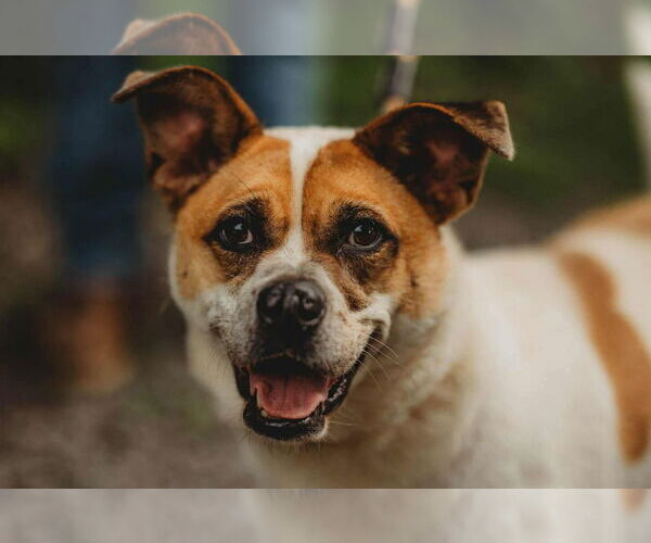 Medium Photo #3 Shepradors Puppy For Sale in Lewistown, PA, USA