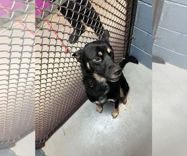 Medium Photo #1 German Shepherd Dog-Unknown Mix Puppy For Sale in Rowlett, TX, USA