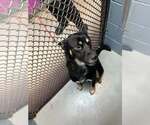 Small German Shepherd Dog Mix
