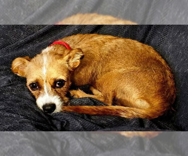 Medium Photo #4 Border Terrier-Unknown Mix Puppy For Sale in Williamsburg, NM, USA