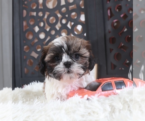 Medium Photo #1 Shih Tzu Puppy For Sale in MOUNT VERNON, OH, USA