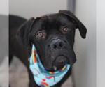 Small Mastiff Mix