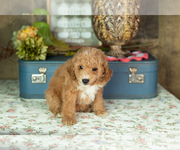 Medium Photo #23 Miniature Labradoodle Puppy For Sale in NAPPANEE, IN, USA