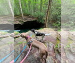 Small #5 Great Dane