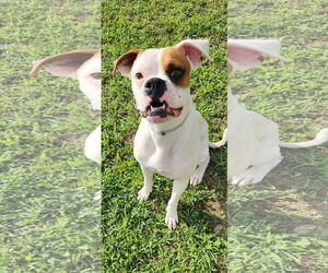 Boxer Dogs for adoption in Dumont, NJ, USA