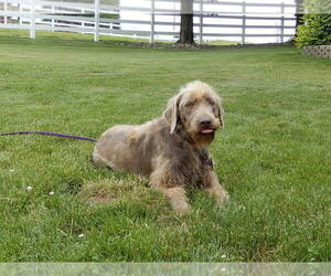 Mother of the Labradoodle puppies born on 07/11/2025
