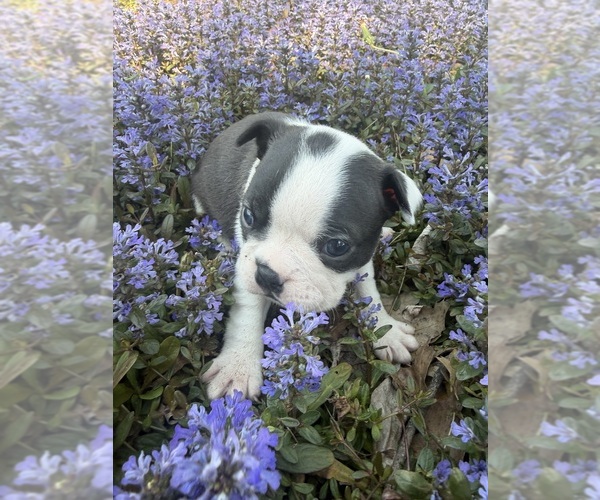 Medium Photo #7 Boston Terrier Puppy For Sale in FREDONIA, KS, USA