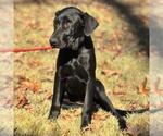 Small #2 Catahoula Leopard Dog-Labrador Retriever Mix