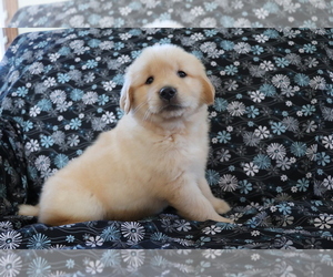 Golden Retriever Puppy for sale in SHILOH, OH, USA