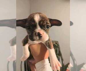 French Bulldog Puppy for Sale in ROCHESTER, New York USA